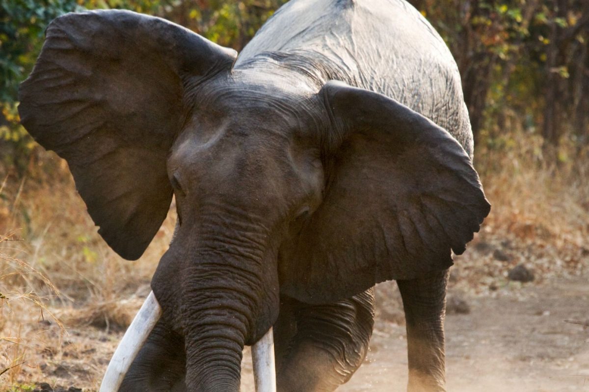 प्रतीकात्मक फोटो (सौजन्य - Canva)