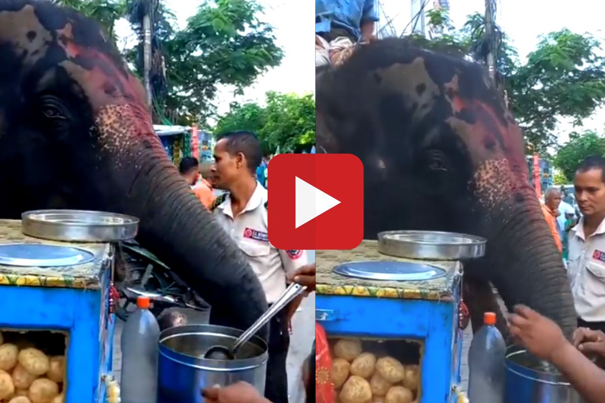 क्यूट व्हिडीओ