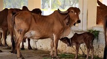 राजकीय वाद बेतला जनावरांच्या जीवावर, विष प्रयोग करून 9 जनावरे मारली