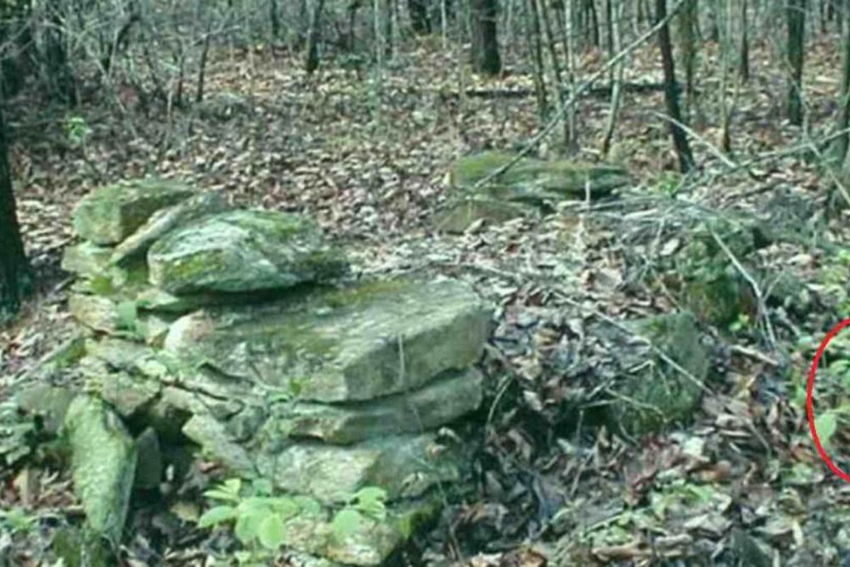 फोटोत दडलेल्या माणसाला 11 सेकंदांत शोधणारे ठरतील ‘सुपर जीनिअस’, नेमकं काय आहे प्रकरण?