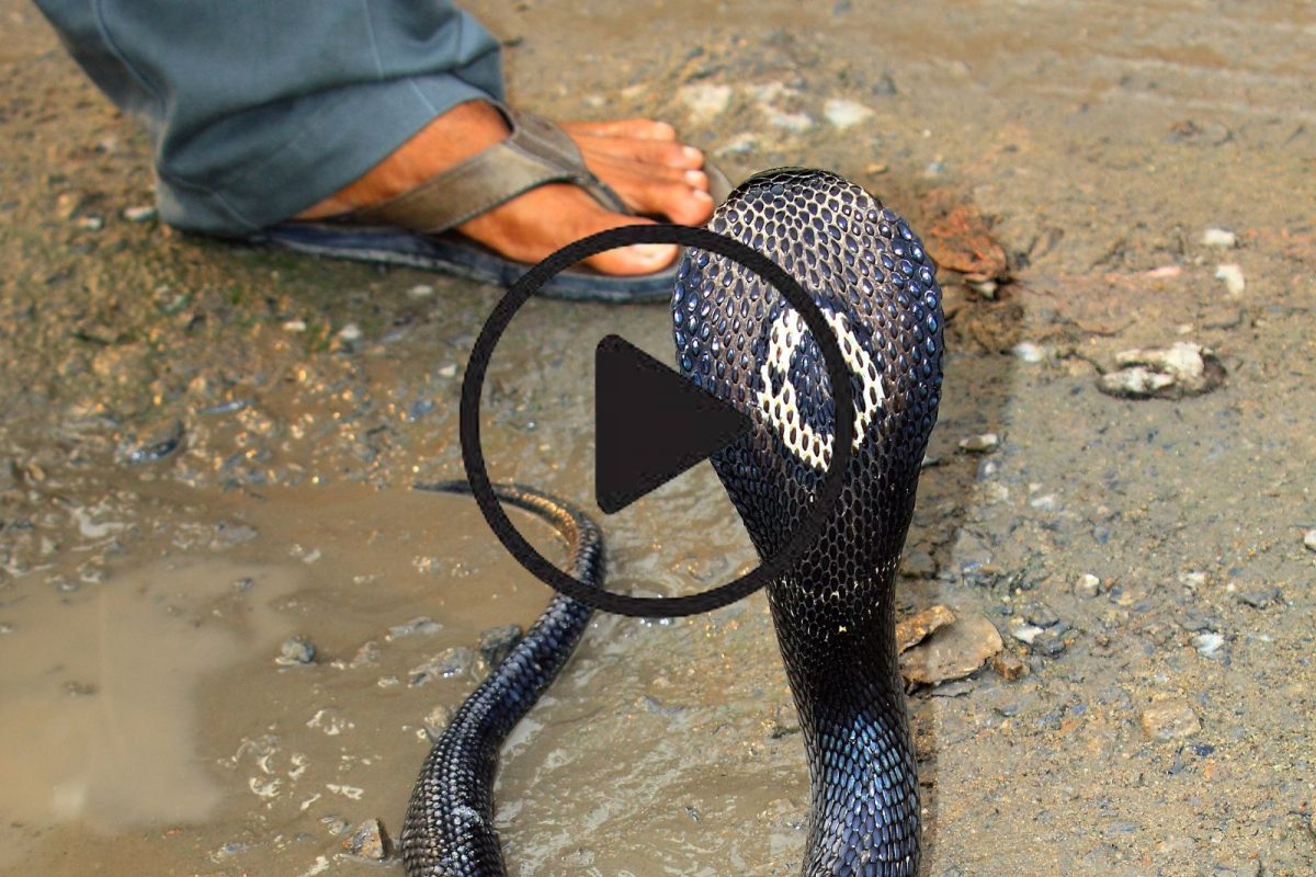 माणसाला चावल्यानंतर कोब्राचाच मृत्यू (फोटो सौजन्य - Canva)