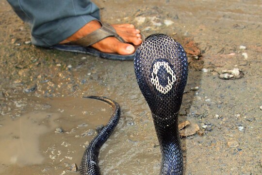 प्रतीकात्मक फोटो (सौजन्य -Canva)