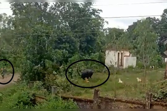 kolhapur Gaur : अरं बाई मेली मेली, भलामोठा गवा बेभान झाला अन् समोर आली महिला, कोल्हापूरमधला थरारक VIDEO