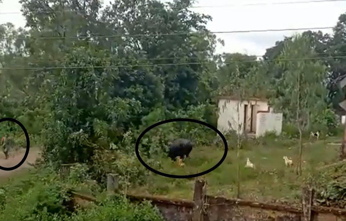 kolhapur Gaur : अरं बाई मेली मेली, भलामोठा गवा बेभान झाला अन् समोर आली महिला, कोल्हापूरमधला थरारक VIDEO