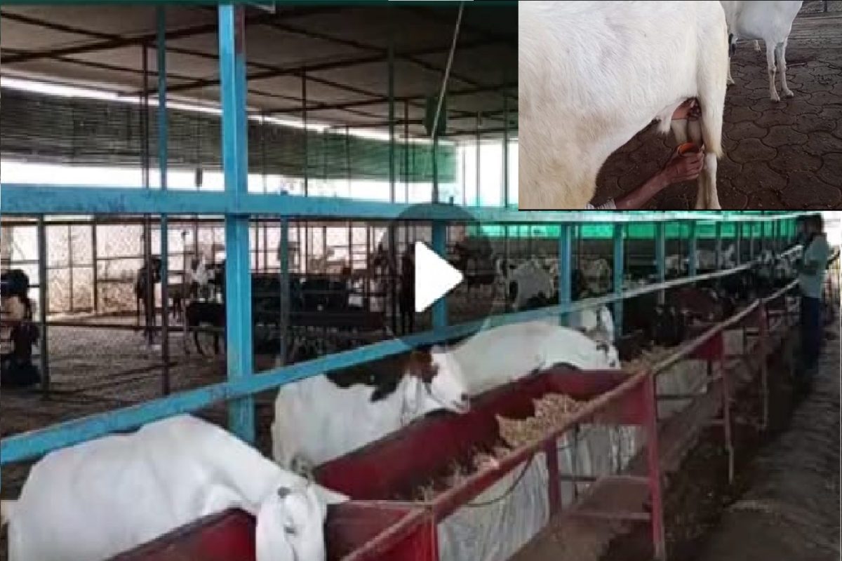 दूध देणारे बकरे.