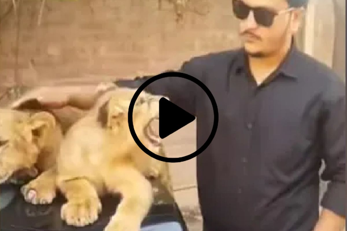 सिंहाच्या पिल्लांना गोंजारणं तरुणाला महागात पडलं.