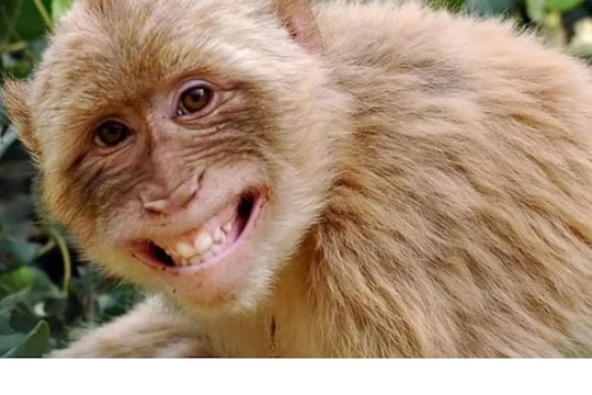 उस्मानाबादेतील 'या' गावात वानरसेवा 32 एकर जमिनीचे मालक, पण काय आहे कारण?