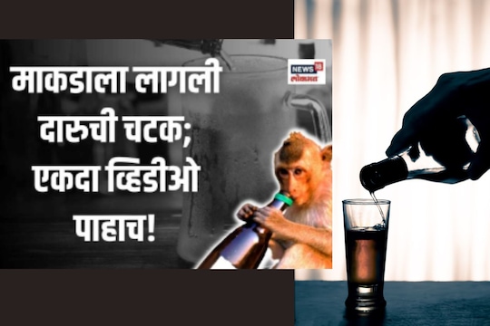 सकाळी टीन, संध्याकाळी बाटली; बिअरप्रेमी माकडामुळे शॉप मालक हैराण, Video पाहाच!