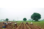 सणासुदीला शेतकऱ्यांना मोठा फटका, MSP जाहीर करण्यासाठी उशीर