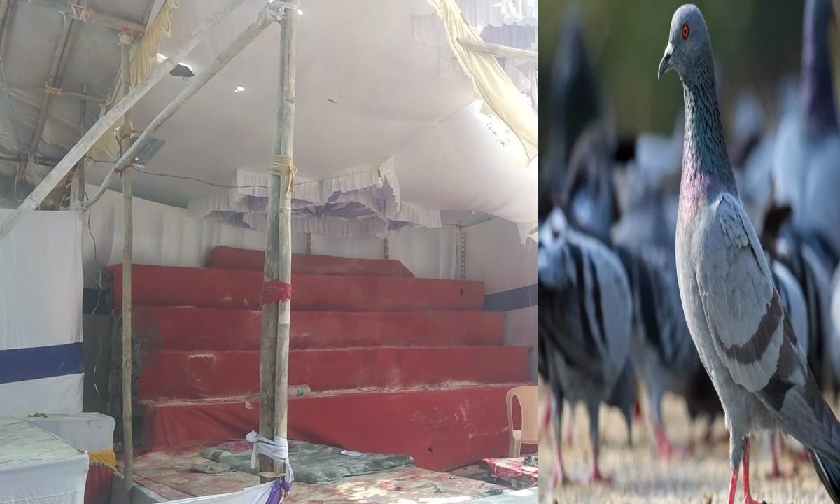 Mumbai Cracking Fire : कबुतरांमुळे मुंबईजवळ घडली विचित्र घटना, फटाका स्टॉलमध्ये मोठी दुर्घटना टळली, पण...