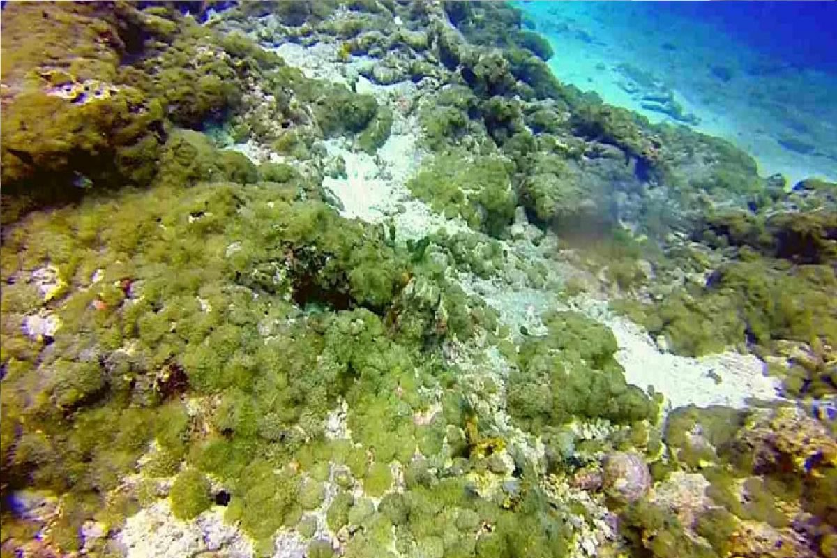 Optical Illusion : समुद्रात लपून बसलाय ऑक्टोपस; Photo तून 17 सेकंदात शोधून दाखवा