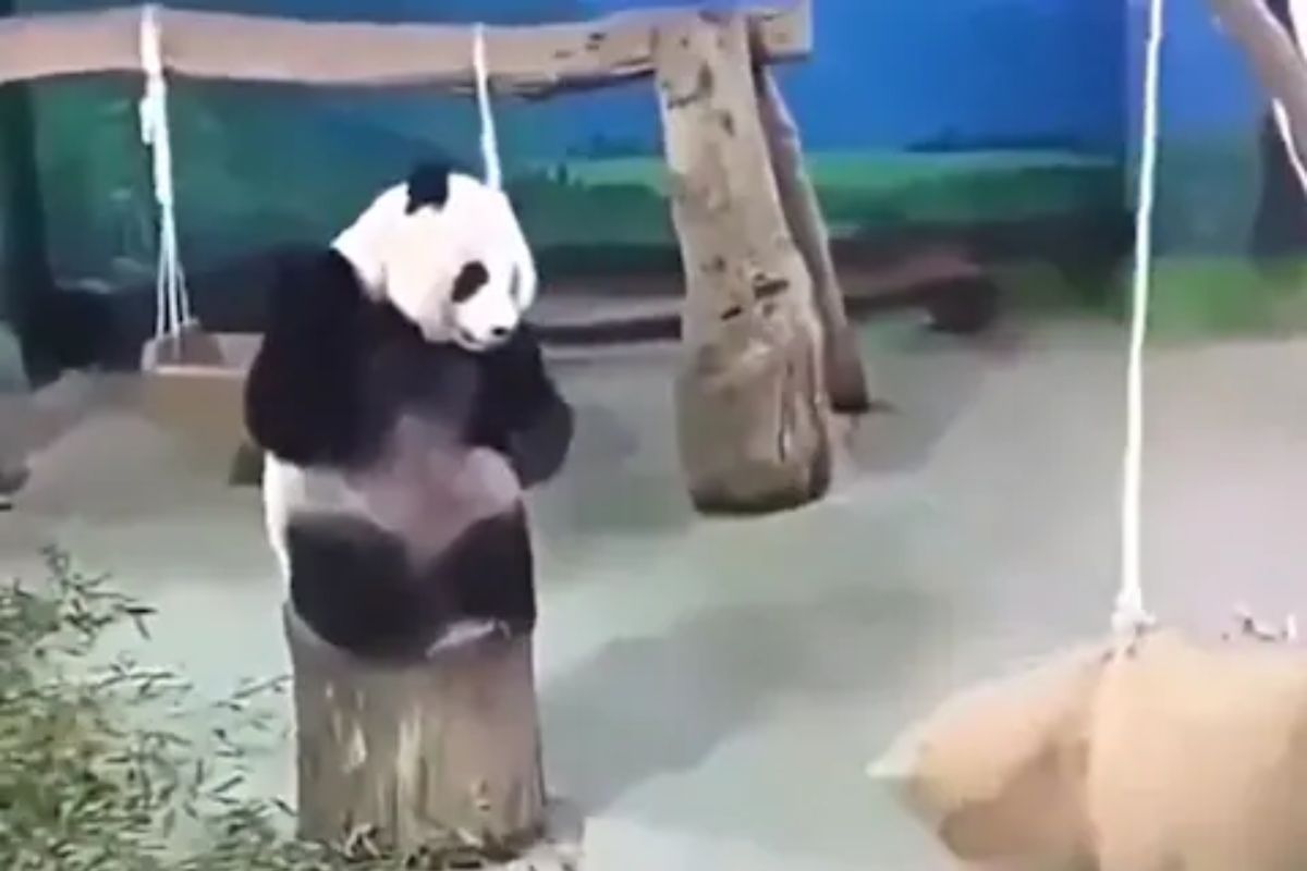 पांडाला खेळताना पाहून लोकांनी डोक्याला लावला हात; Video होतोय व्हायरल!