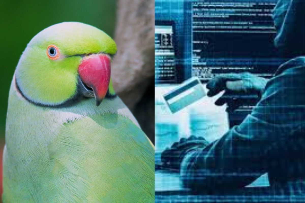 चोरट्यांनी ग्राहकाचाच केला 'पोपट', पुण्यातील तरुणासोबत घडला धक्कादायक प्रकार