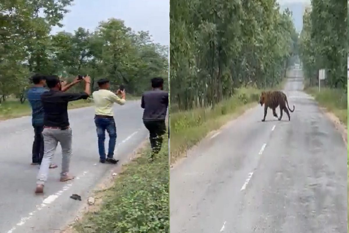 वाघासोबत सेल्फी घेण्याचा प्रयत्न.