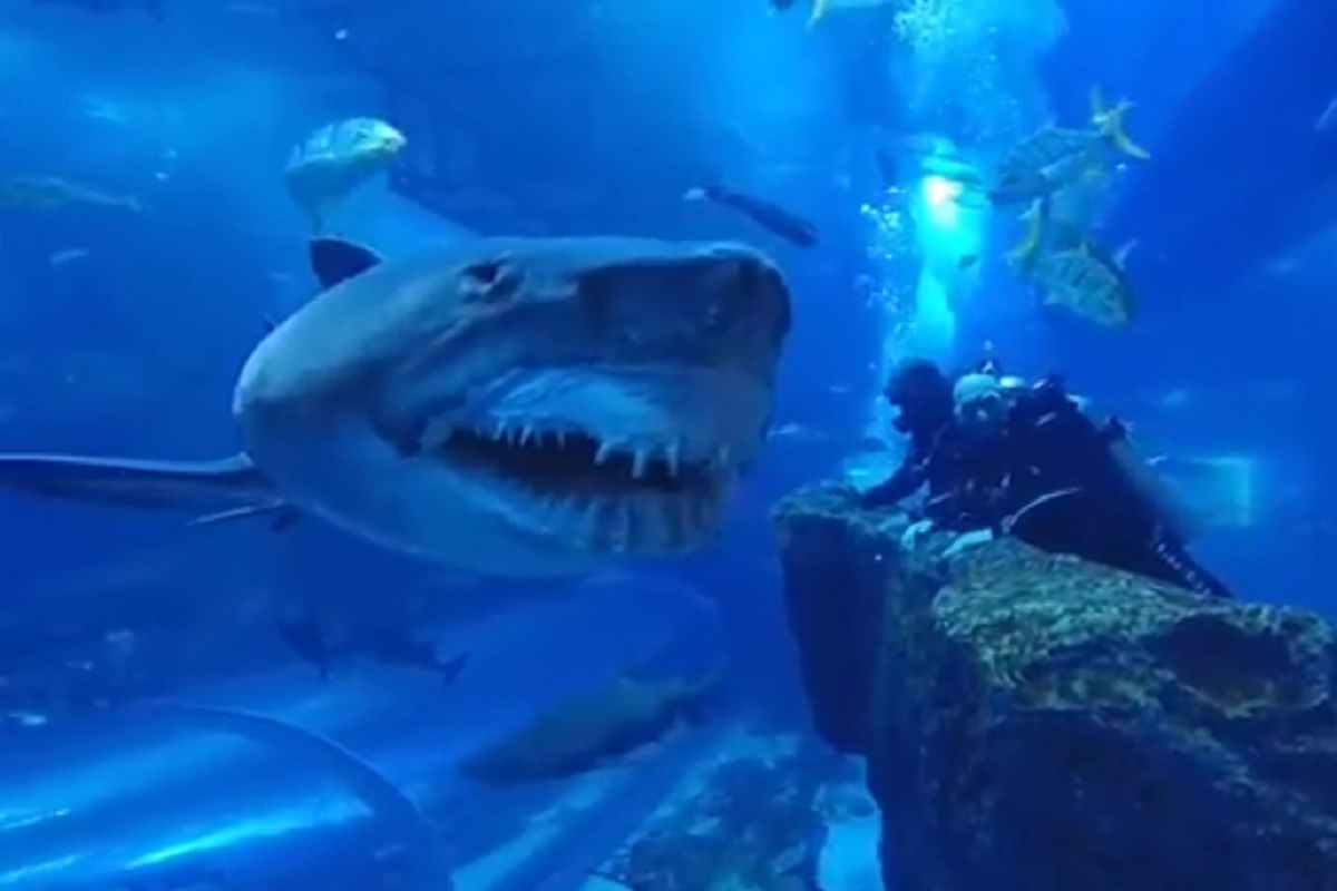 शार्क मासा