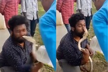 किंग कोब्राला Kiss करायला गेल्या तरुणासोबत घडली विचित्र घटना, Video Viral किंग कोब्राला Kiss करायला गेल्या तरुणासोबत घडली विचित्र घटना, Video Viral