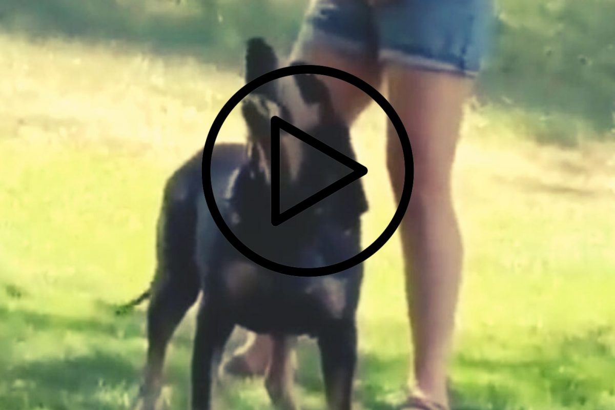 माणसासारखा बोलणारा डॉग.