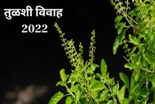 दिवाळीनंतर आता तुळशीचं लग्न कधी? इथं पाहा तिथी आणि शुभ मुहूर्त