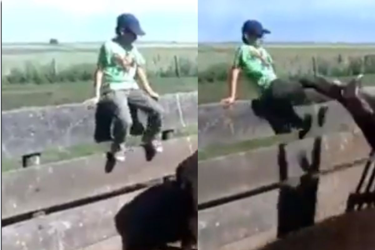 व्हायरल व्हिडीओ