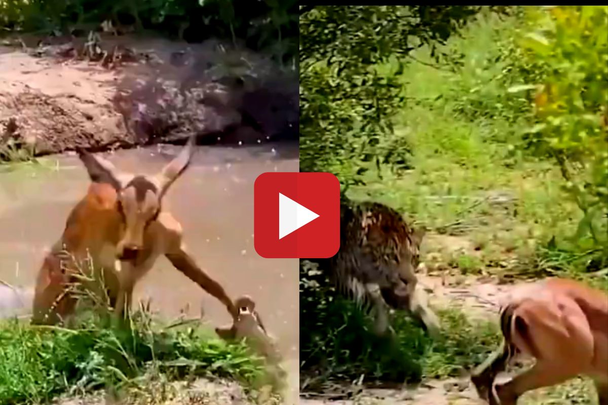 व्हायरल व्हिडीओ