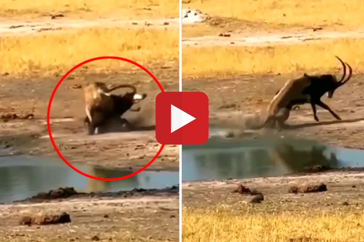 व्हायरल व्हिडीओ