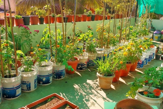 -terrace-gardening