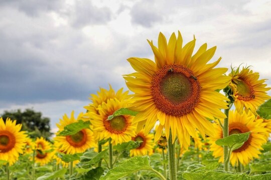 Sunflower