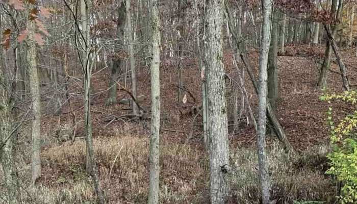 Optical Illusion: बुद्धीला चॅलेंज! जंगलात लपलंय एक हरीण; कसं शोधाल 20 सेकंदांत?