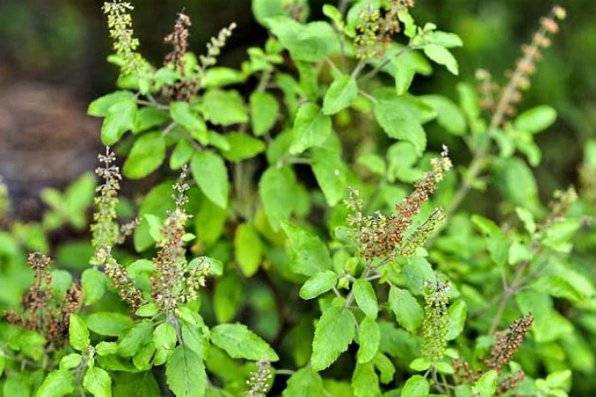 तुळशीचे रोप नियम