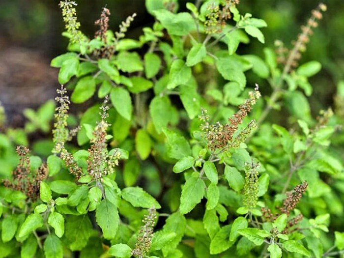 लाल कपड्यात मंजिरी ठेवा- लाल कपड्यात तुळशीच्या मंजिरी बांधून घरात पैसे असणाऱ्या ठिकाणी ठेवा. असं केल्यानं तुमच्या घरात देवी लक्ष्मी वास करते आणि तुम्हाला कधीही पैशाची कमतरता भासणार नाही.