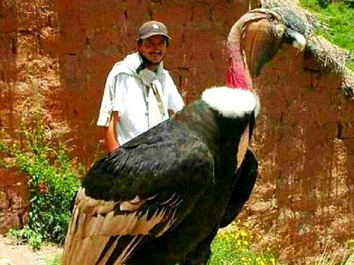 हा जगातील सर्वात मोठा उडणारा पक्षी आहे. अँडियन कंडोर नावाच्या या गिधाड प्रजातीच्या पंखांचा विस्तार 11 फूट आणि वजन 15 किलोपर्यंत आहे. कधीकधी तो त्याच्या वजनापेक्षा जास्त खातो. अशावेळी ते विश्रांती घेतात. अन्नाचे पचन झाल्यावर ते उडण्याचा प्रयत्न करतात. (पेरू मीडिया)