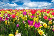अनेक आजारांवर औषधी आहेत ही सुंदर फुलं; जाणून घ्या उपयोग अनेक आजारांवर औषधी आहेत ही सुंदर फुलं; जाणून घ्या उपयोग