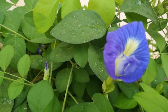 गोकर्ण आणि वास्तुशास्त्र