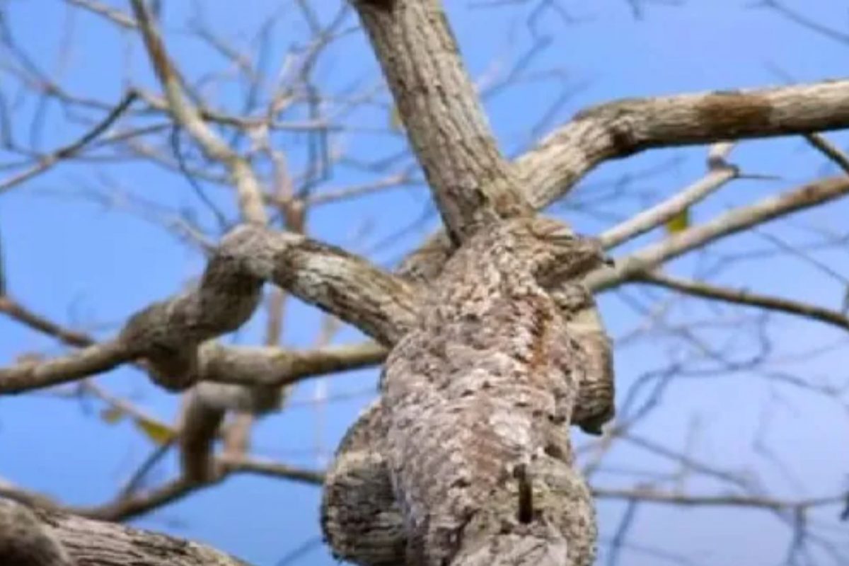 झाडावर बसलेला पक्षी शोधा