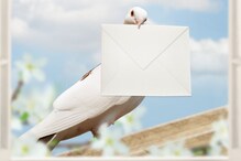 Homing Pigeons : जुन्या काळात पत्र पाठवण्यासाठी कबुतरांचाच वापर का केला जायचा? Homing Pigeons : जुन्या काळात पत्र पाठवण्यासाठी कबुतरांचाच वापर का केला जायचा?