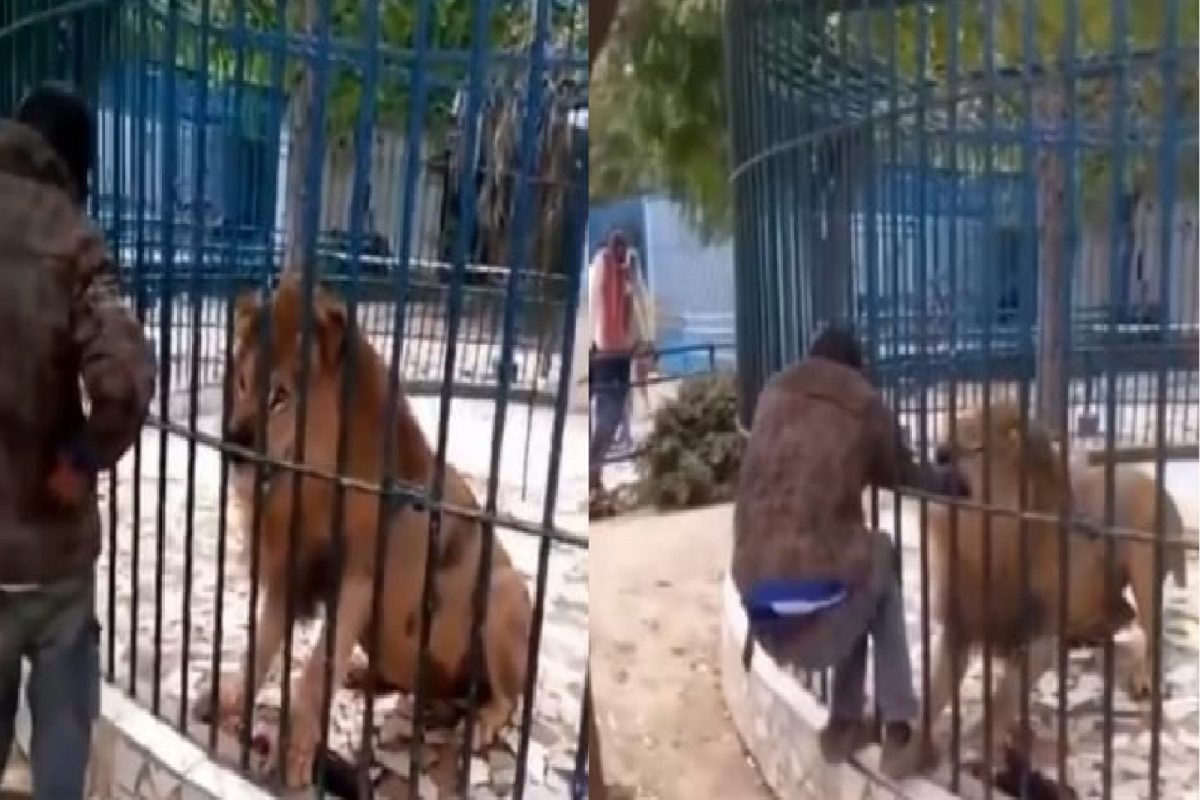 सिंहाशी पंगा घेणं तरुणाला महागात.