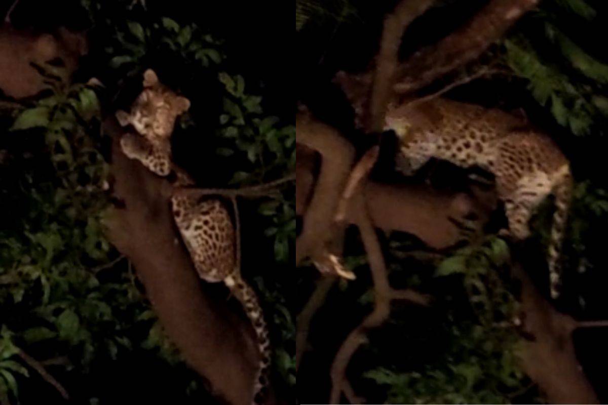 धक्कादायक! आरे कॉलनीत महिलेवर बिबट्याचा हल्ला, महिनाभरातील दुसरी घटना