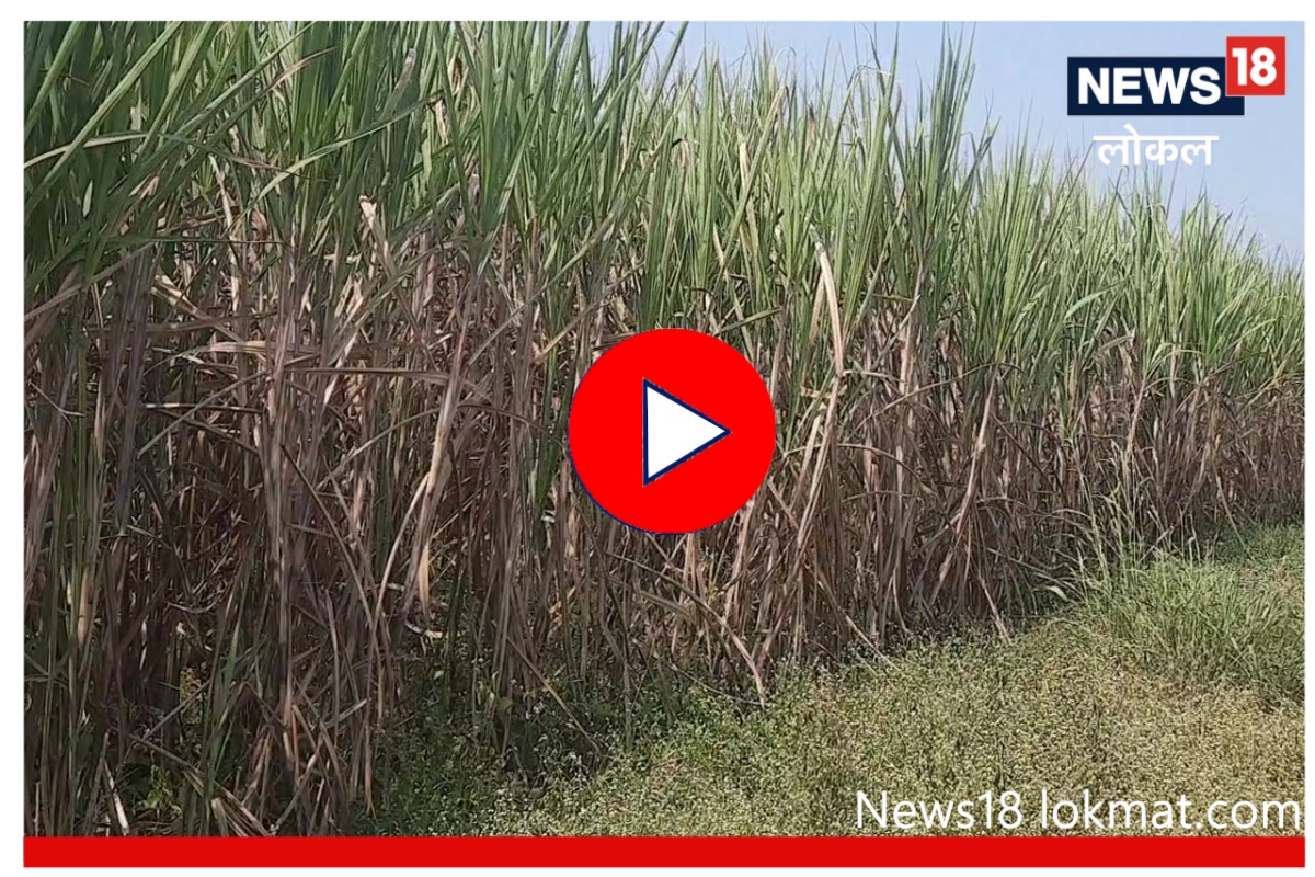 Kolhapur : ऊसदरासाठी शेतकऱ्यांना वारंवार आंदोलन का करावं लागतं? पाहा Video