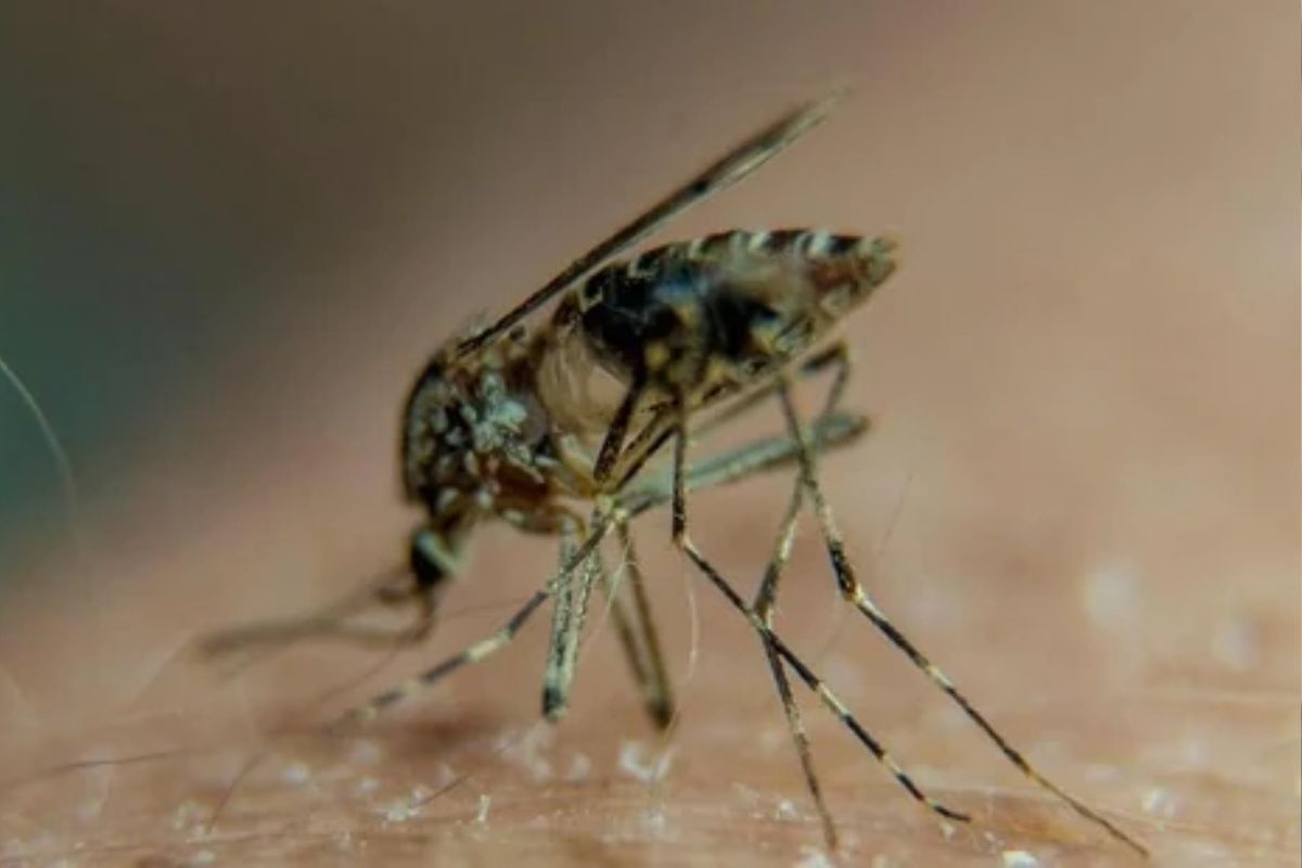 मलेरिया