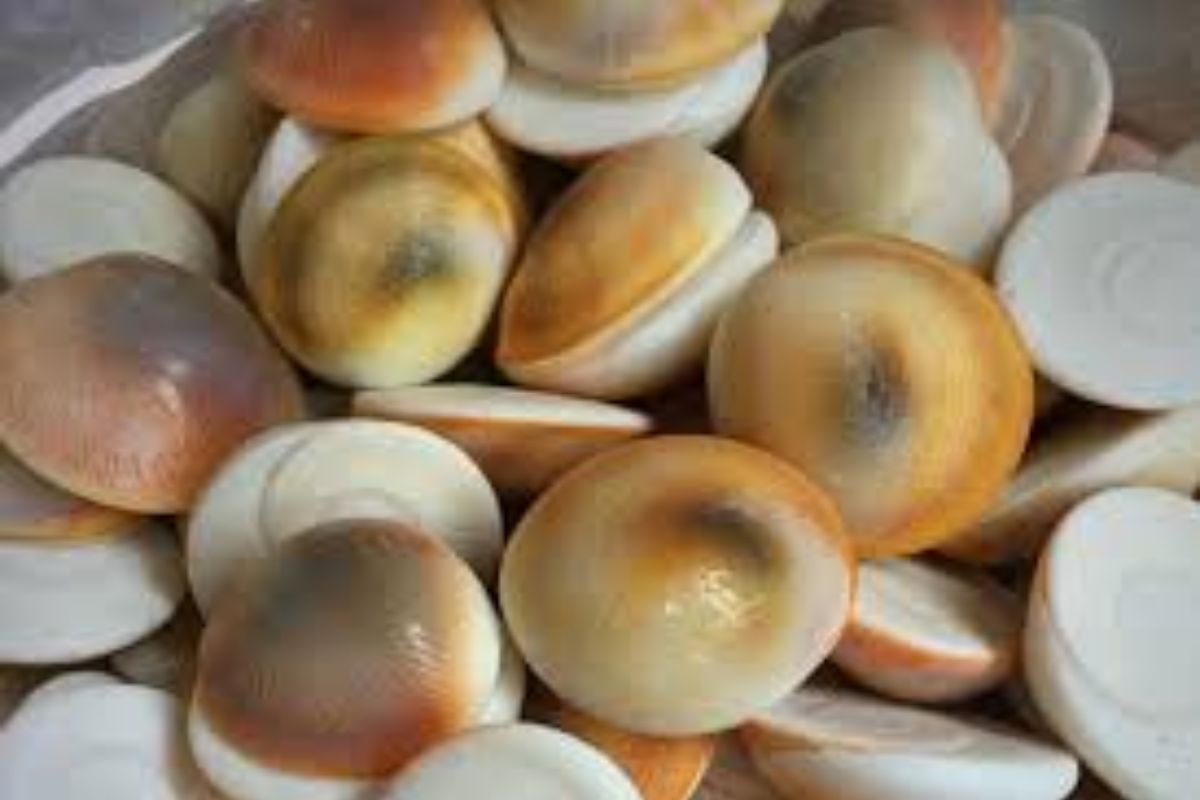 देवी महालक्ष्मी होईल प्रसन्न घरी आणा फक्त 100 रु.ची ही वस्तू