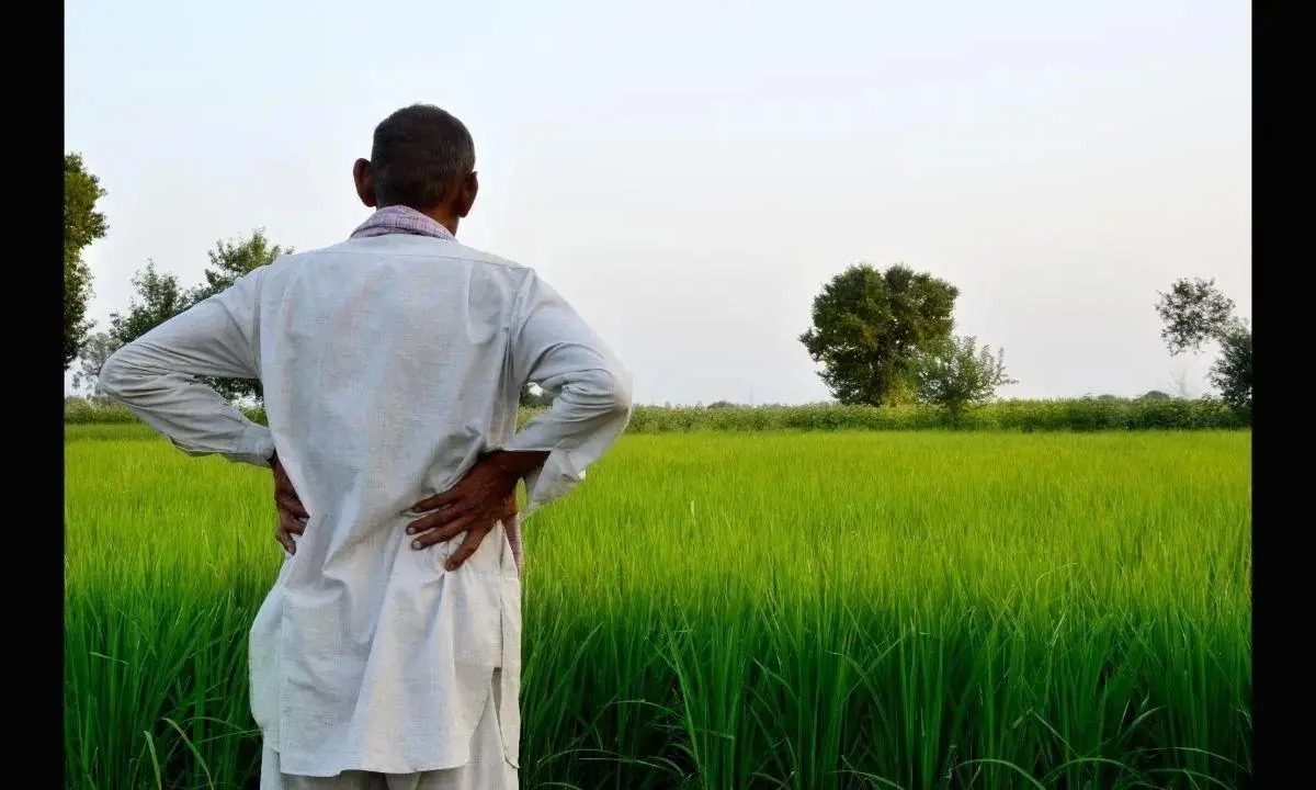 Ahmednagar Farmer : मुख्यमंत्री महोदय, शेती करताय तर शेतकऱ्यांचंही ऐका, गुंठ्याला मिळाले फक्त 5 रुपये!