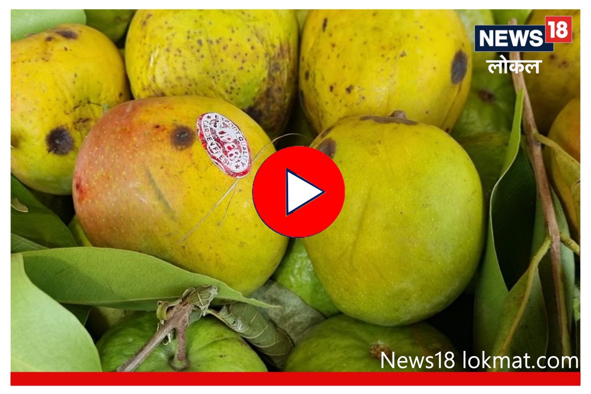 हिवाळ्यात खा आमरस, औरंगाबादमध्ये नोव्हेंबर महिन्यात मिळतोय आंबा! Video