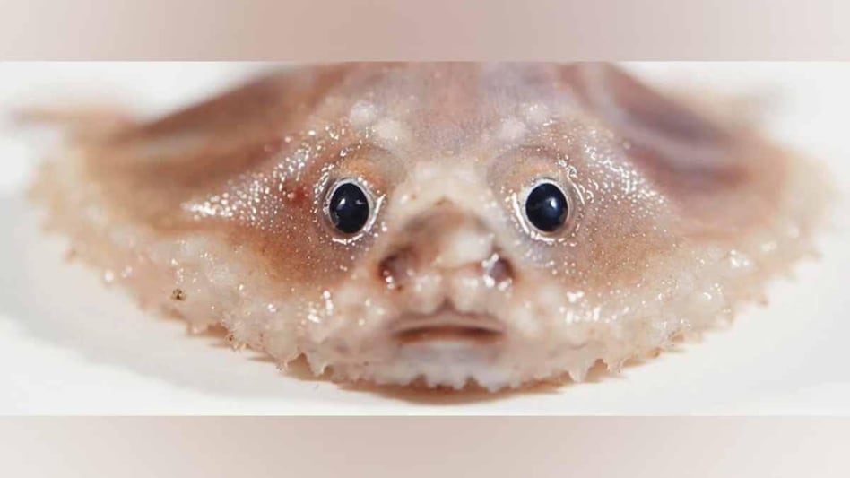 सागरतळाशी सापडला खजिना; आजवर कधीही न पाहिलेल्या सागरी जीवांचा लागला शोध