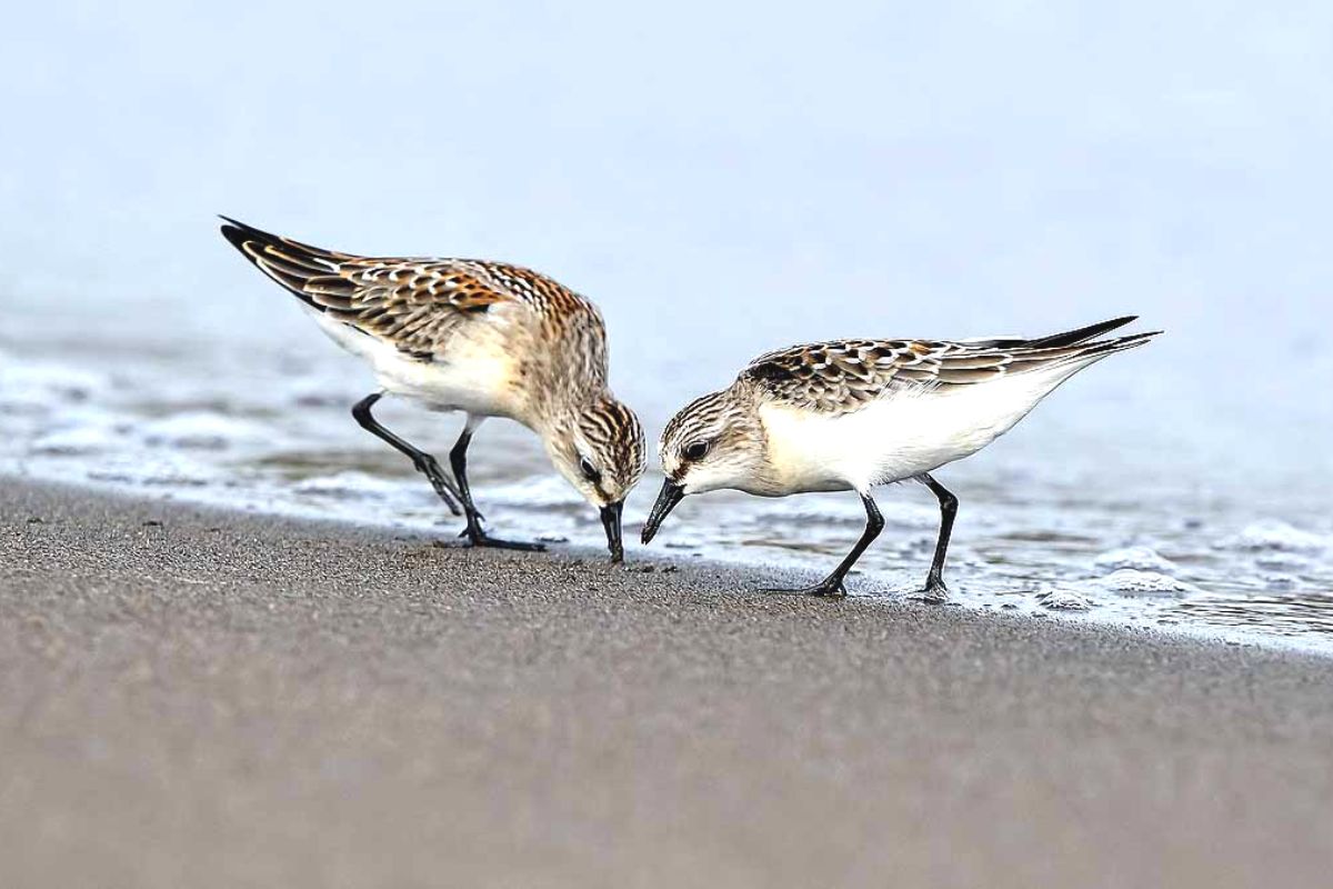 प्रतिकात्मक फोटो