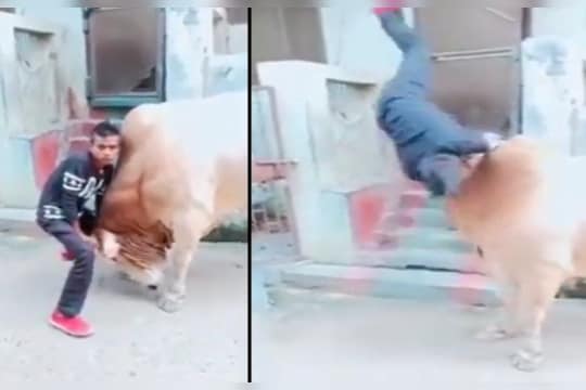 Viral Video Bull Attack : 'आ बैल मुझे मार'! बैलासोबत फोटो काढणाऱ्या तरुणाची झाली फजिती, Video पाहून हसू आवरणार नाही