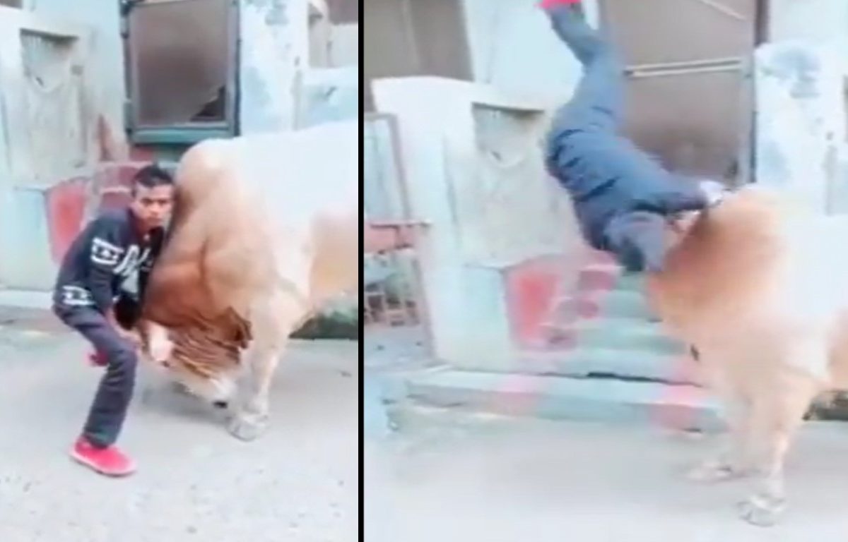 Viral Video Bull Attack : 'आ बैल मुझे मार'! बैलासोबत फोटो काढणाऱ्या तरुणाची झाली फजिती, Video पाहून हसू आवरणार नाही