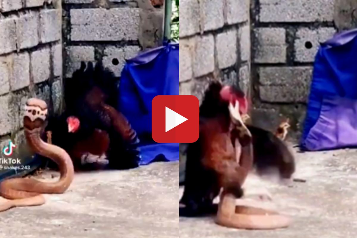 व्हायरल व्हिडीओ