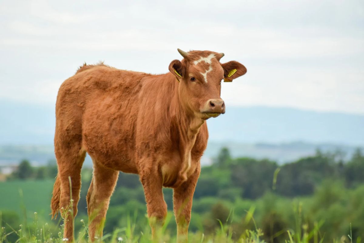 गोमूत्रात असतात धोकादायक जीवाणू?संशोधकांचा दावा