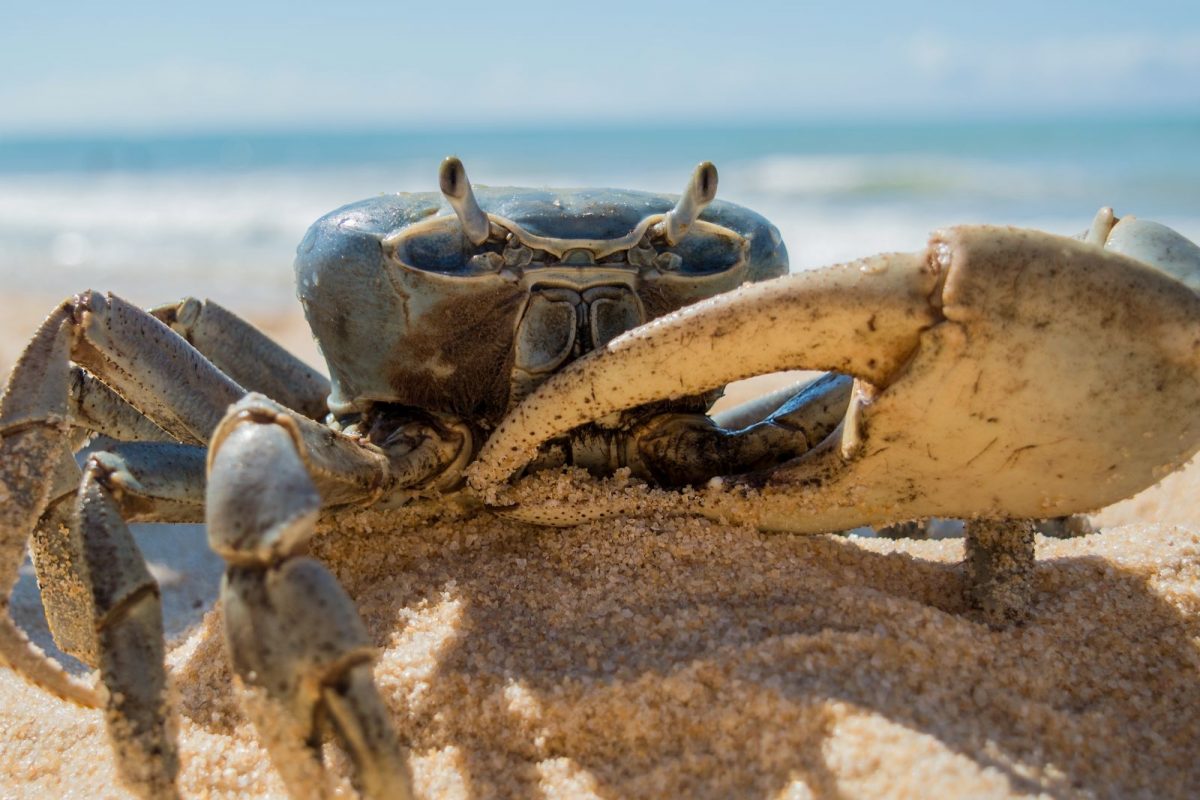 लेकीला चावला खेकडा, रागात वडिलांनी त्याला जिवंतच खाल्लं; झाली भयानक अवस्था