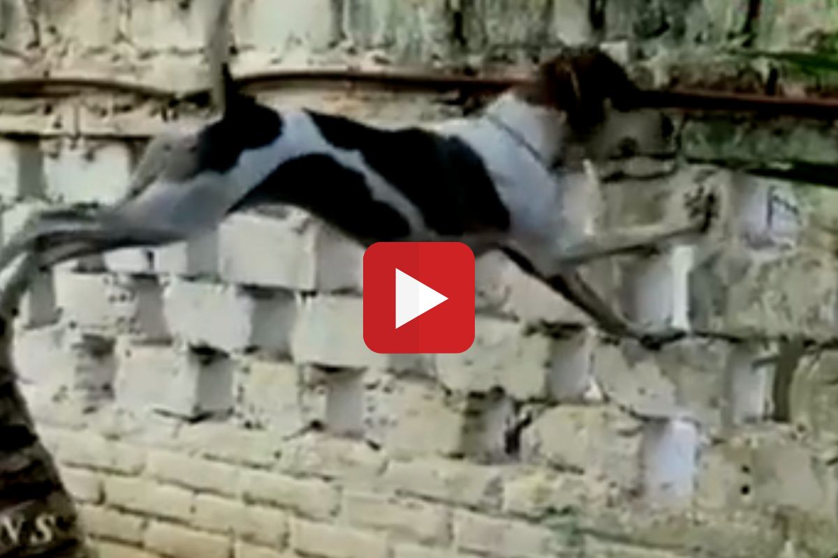 Video : शेजारच्यांची भांडणं ऐकून कुत्र्याची वाढली क्युरॉसिटी, सरळ उठला आणि...